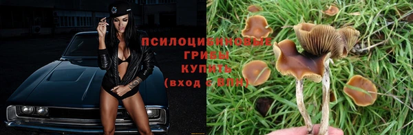 PSILOCYBIN Аркадак